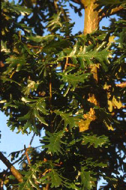 Roble de Hungr�a - Quercus frainetto o quercus farnetto