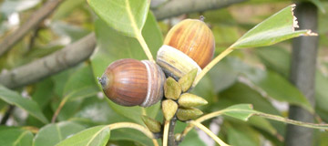Roble glauque - Quercus glauca - Frutas