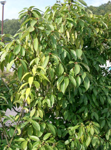 Roble glauque - Quercus glauca