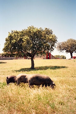 Encina o Carrasca - Quercus ilex