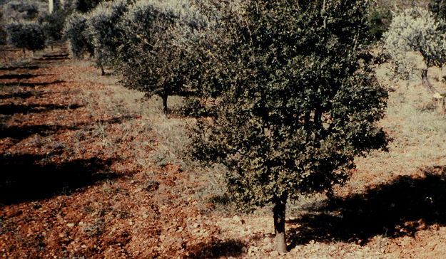 Encina o Carrasca - Quercus ilex