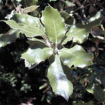 Encina o Carrasca - Quercus ilex