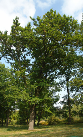 Roble imbricado
