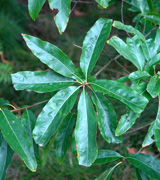 Roble imbricado