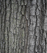 Roble imbricado