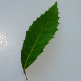 Roble lanata - Quercus lanata - hoja