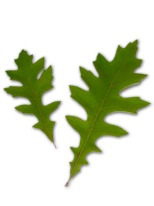 Roble de nuttall - Quercus nuttallii