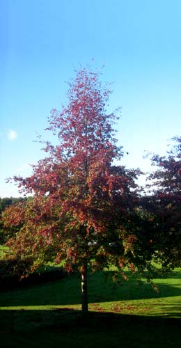 Roble de los pantanos - Quercus palustris