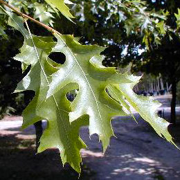 Roble de los pantanos