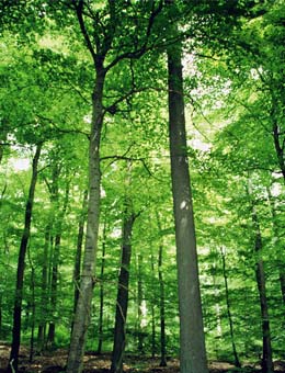 Roble albar - Quercus petraea o Quercus sessiliflora