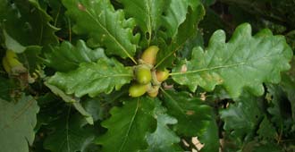 Roble albar