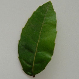 Roble phillyreo�des - Quercus phillyreo�des