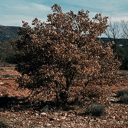 Roble negro o Roble pubescente - Quercus pubescens
