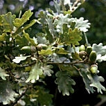 Roble negro o Roble pubescente - Quercus pubescens