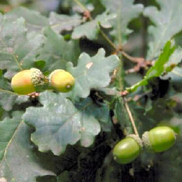 Roble pedunculado o Carballo - Quercus robur o Quercus pedonculata