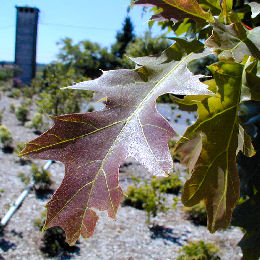 Roble americano o roble rojo - Quercus rubra o quercus borealis