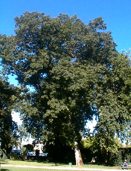 Roble americano o roble rojo - Quercus rubra o quercus borealis