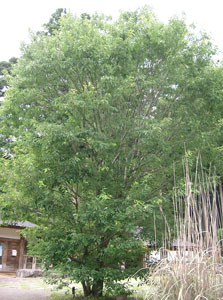 Roble serrata - Quercus serrata
