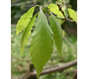 Roble serrata - Quercus serrata - Hojas