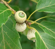 Roble serrata - Quercus serrata - Frutas