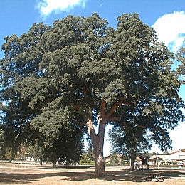 Alcornoque - Quercus suber 
