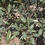 Alcornoque - Quercus suber 