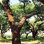 Alcornoque - Quercus suber 
