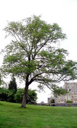 Roble oriental - Quercus variabilis o Quercus bungeana