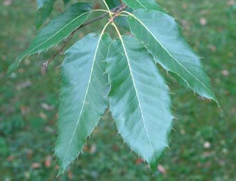 Roble oriental