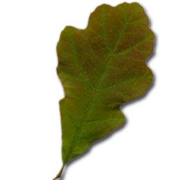 Roble negro o Quercitr�n