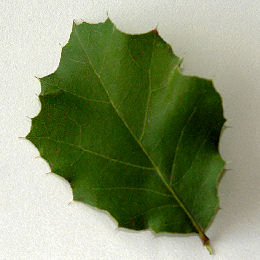 Roble de la costa o Encino, Quercus agrifolia