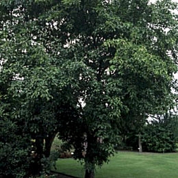 Espino cerval - Rhamnus cathartica