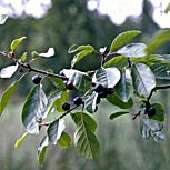 Espino cerval - Rhamnus cathartica