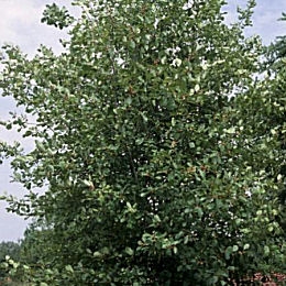 Frángula - arraclán - Rhamnus frangula - franguala alnus
