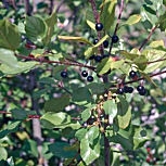 Frángula - arraclán - Rhamnus frangula - franguala alnus