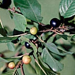 Frángula - arraclán - Rhamnus frangula - franguala alnus