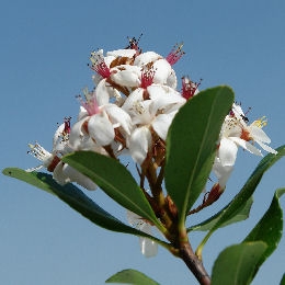 Rhaphiolepis Delacour 'Blanc' - Rhaphiolepis x delacourii 'Blanc'