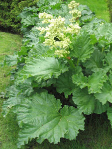 Ruibardo - Rheum rhabarbarum