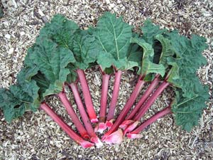 Ruibardo - Rheum rhabarbarum