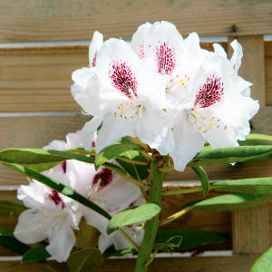 Rododendro hibrido 'Calsap' - Rhododendron 'Calsap'