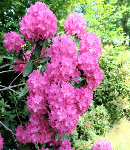 Rododendro hibrido 'Germania' - Rhododendron 'Germania'