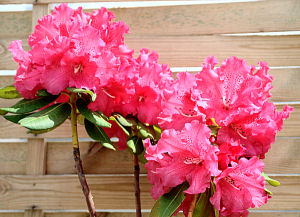 Rododendro hibrido 'Markeete's Prize' - Rhododendron 'Markeete's Prize'