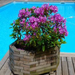 Rododendro - Rhododendron ponticum