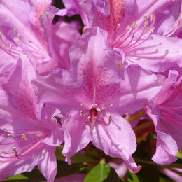 Rododendro - Rhododendron ponticum