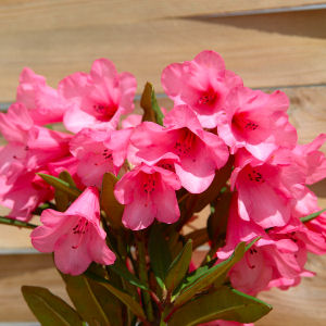 Rododendro hibrido 'Winsome' - Rhododendron 'Winsome'