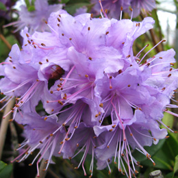 Rododendro hibrido 'Penheale Blue' - Rhododendron 'Penheale Blue'
