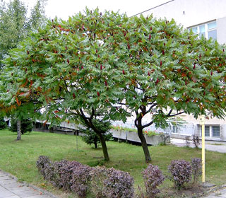 Zumaque de Virginia o rus o rustifina - Rhus typhina