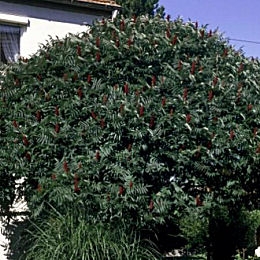 Zumaque de Virginia - rus - rustifina - Rhus typhina
