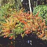 Zumaque de Virginia - rus - rustifina - Rhus typhina