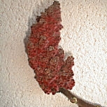 Zumaque de Virginia - rus - rustifina - Rhus typhina